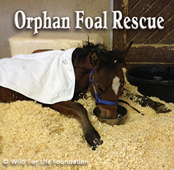 Orphan Foal Rescue